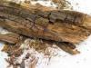 Holzprobe zur Untersuchung auf holzzersetzende Pilze
