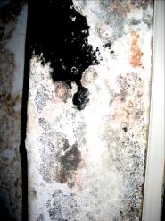 verschiedene Schimmelpilze auf Wand; schwarzer Schimmelpilz ist Stachybotrys chartarum 