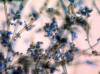 Cladosporium cladosporides